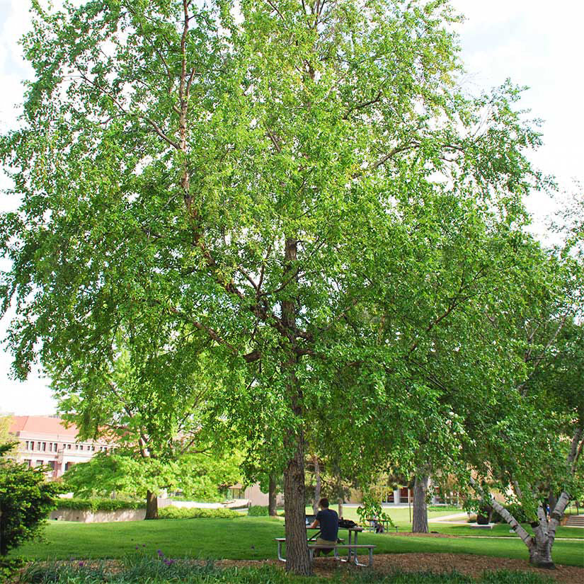 River Birch Live Tree 12–18" Bareroot Betula nigra | Zones 4–9
