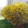 Forsythia Bare Root Bush 10–12 in, 1–2 Years Old | Early Spring Yellow Blooms
