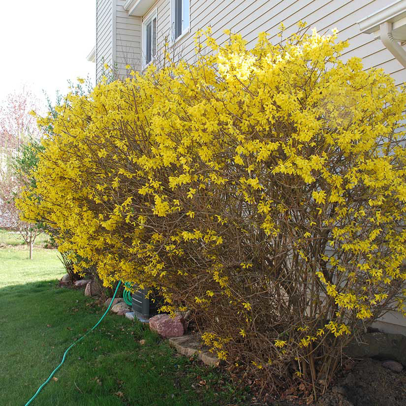 Forsythia Bare Root Bush 10–12 in, 1–2 Years Old | Early Spring Yellow Blooms