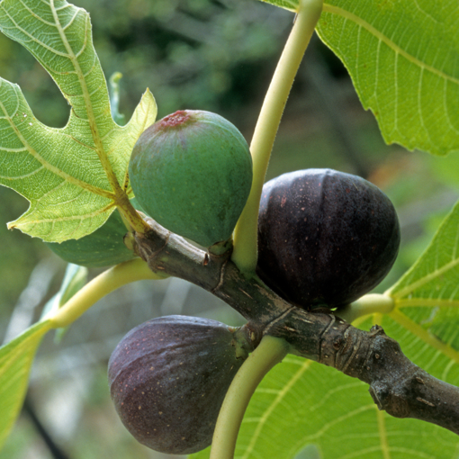 Beer’s Black Dwarf Fig Tree – Ficus carica | Bare Root Starter, Self-Fertile, Dwarf Patio Fig