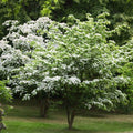 White Kousa Dogwood Tree Cuttings (3 Unrooted) – Cornus kousa, Flowering Tree for Propagation