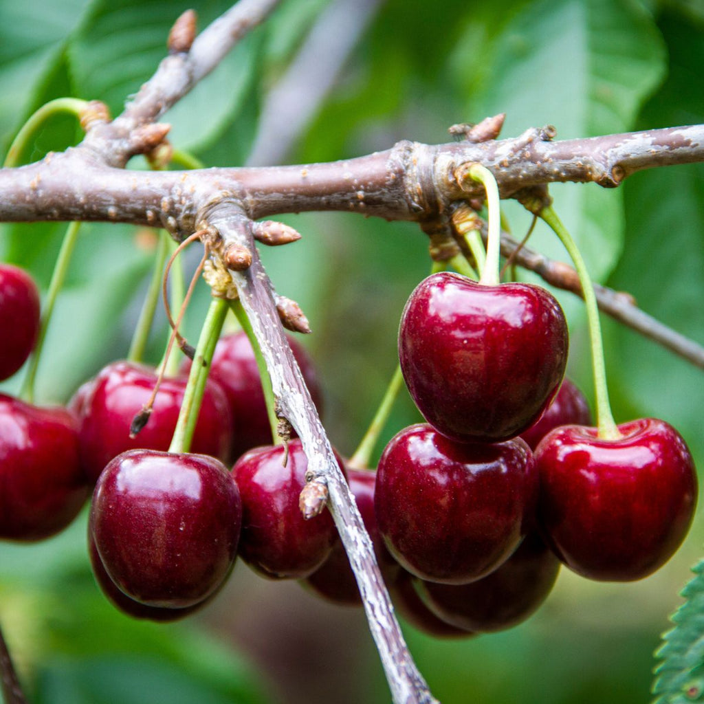 Lapins Cherry Tree – 3 ft Semi-Dwarf, Bare Root, Self-Pollinating