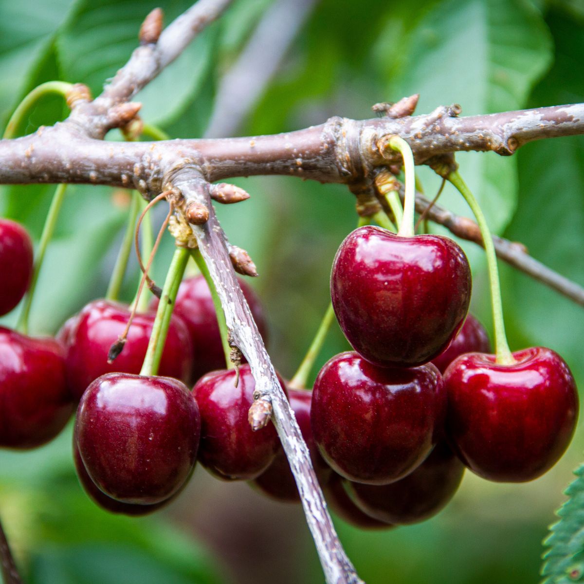 Lapins Cherry Tree – 3 ft Semi-Dwarf, Bare Root, Self-Pollinating