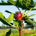 Chicago Hardy Fig Tree (Ficus carica) – Live, Self-Fertile, Cold Hardy, Fruitful in Ground or Container