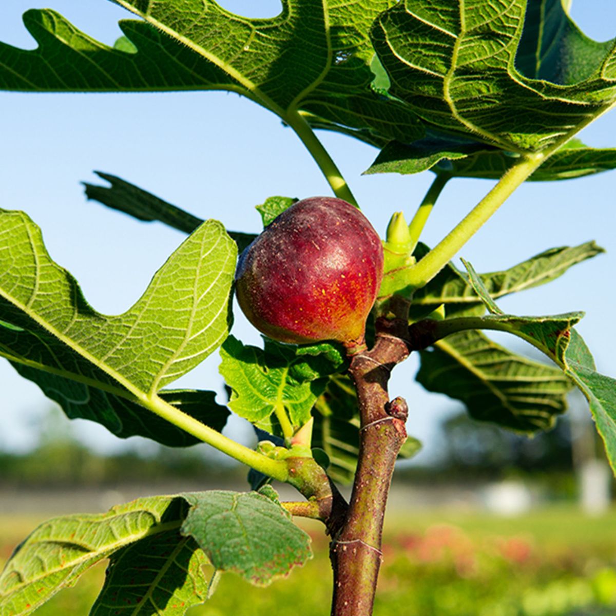 Chicago Hardy Fig Tree (Ficus carica) – Live, Self-Fertile, Cold Hardy, Fruitful in Ground or Container