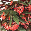 Angel Wing Begonia Torch Red - Live Rooted Starter Plant, Easy Care Indoor Begonia