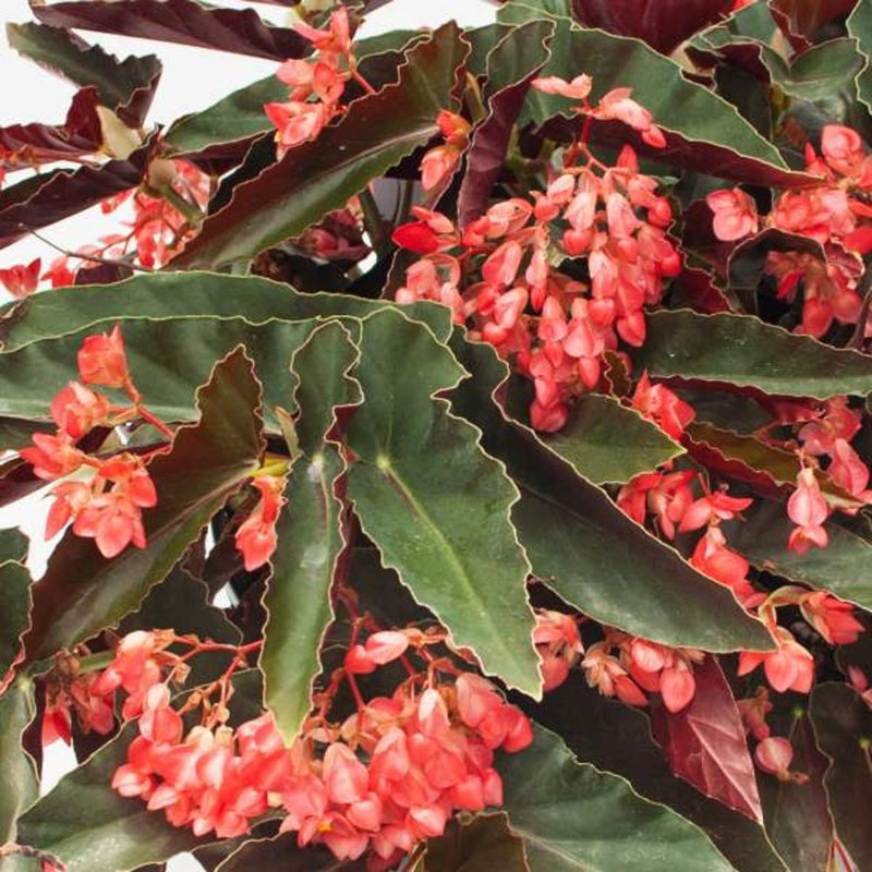Angel Wing Begonia Torch Red - Live Rooted Starter Plant, Easy Care Indoor Begonia