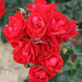 Eternity Red Rose Cuttings (3 Unrooted) – Rosa ‘Eternity Red’ for Rooting & Grafting