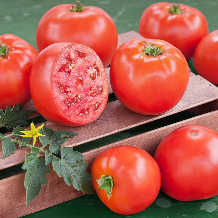 Goliath Tomato Live Plants (2) | Solanum lycopersicum | 6–10" Large Red Slicer