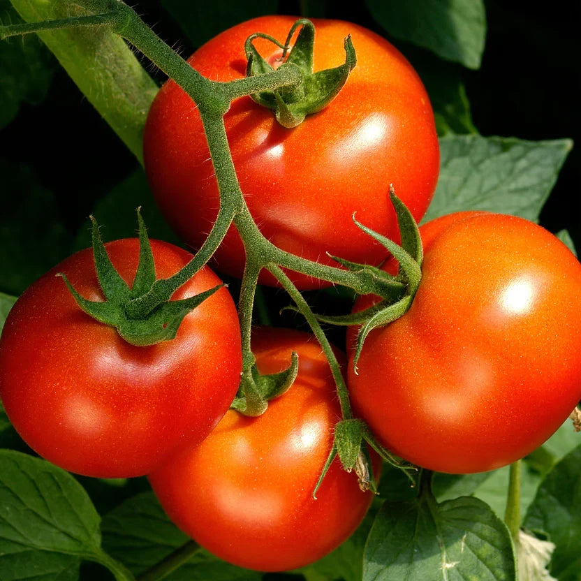 Celebrity Tomato Live Plants (2) – 6–10" | Disease-Resistant Slicer Garden Tomatoes