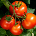 Celebrity Tomato Live Plants (2) – 6–10" | Disease-Resistant Slicer Garden Tomatoes