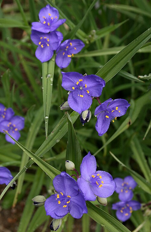 Tradescantia occidentalis Seeds | Western Spiderwort - 100 Seeds