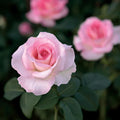 Pink Promise Rose Cuttings (3) – Rosa 'Pink Promise' Unrooted Cuttings for Rooting or Grafting