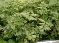 Oenanthe javanica Bare Root Minari Water Dropwort - 20 Plants, No Leaves