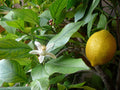 Italian Lemon Tree Cuttings (Citrus limon) 6–8 Inch Unrooted – Fresh Organic Scion Wood for Rooting or Grafting