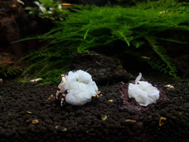 Anubias Barteri White Rose - Rare Bare-Root Aquarium Plant