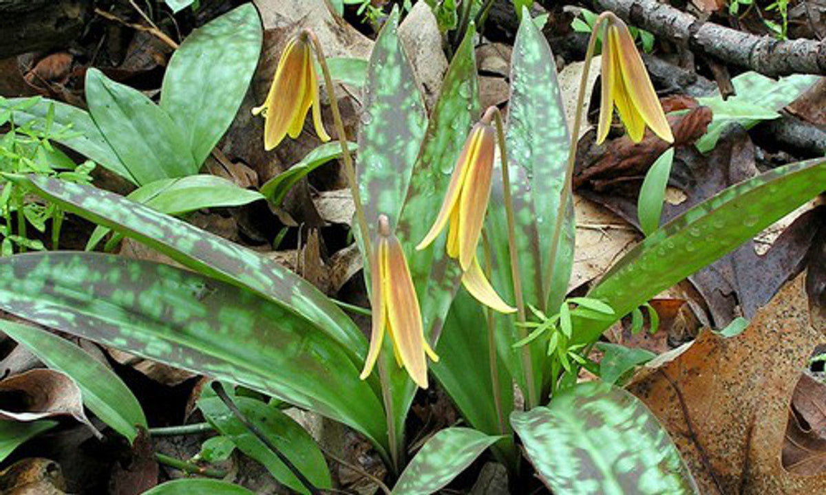Trout Lily Bulbs (Erythronium americanum) - Yellow Dogtooth Violet, 5 Bare-Root Bulbs for Shade Gardens