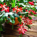 Red Christmas Cactus Live Plant - Bareroot Schlumbergera 5–6" Tall