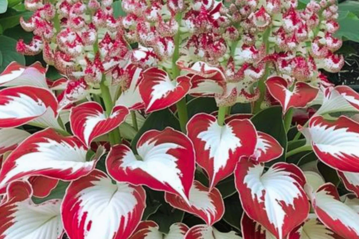 15 Pcs Rare Caladium Hosta Flower Seeds | Indoor Plant Seeds | Caladium bicolor