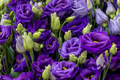 Lisianthus Seeds for Planting - 1000 Mixed Color Eustoma Flower Seeds, Thornless, Premium Quality