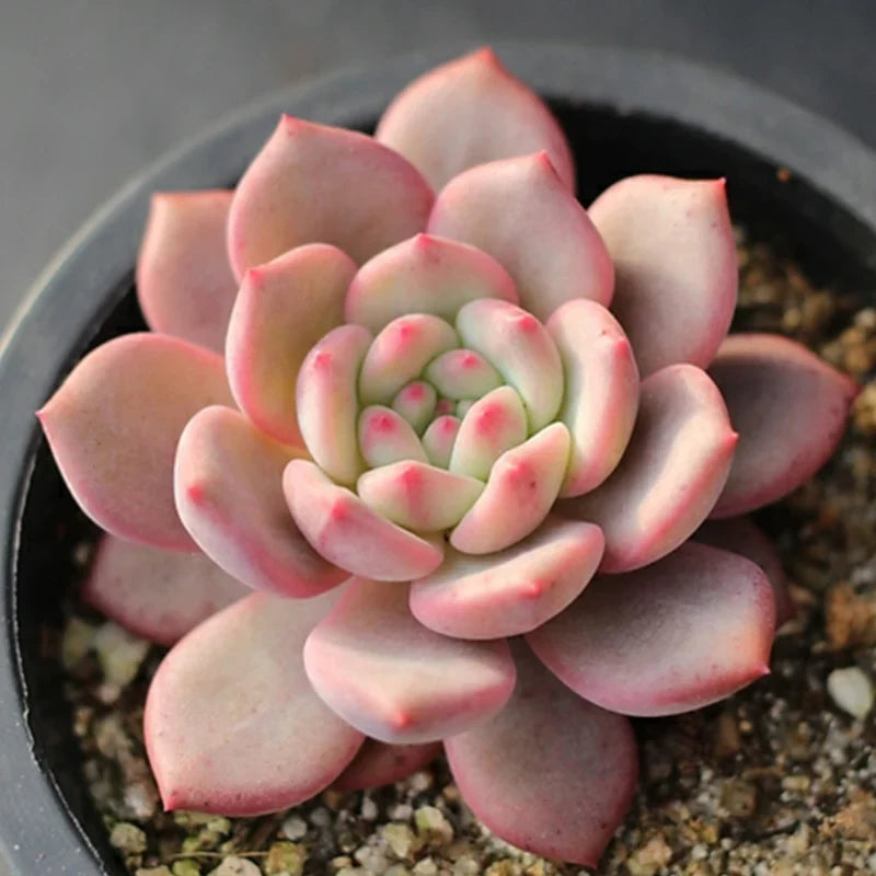 Echeveria Ariel - Rare Bare-Root Succulent 2–3 in | Soft Pastel Rosette