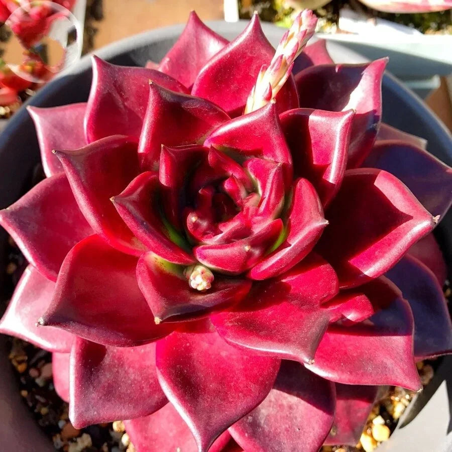 Echeveria Agavoides v. Romeo Rubin – 2.5" Bare Root Red Echeveria succulent