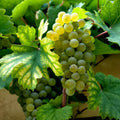 5 Cold Hardy Grape Cuttings (Unrooted) for Zone 3 – Perennial Clones, Sweet Grapes
