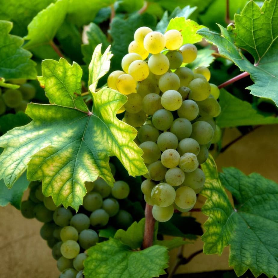 5 Cold Hardy Grape Cuttings (Unrooted) for Zone 3 – Perennial Clones, Sweet Grapes
