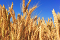 Hard Red Winter Wheat Seeds NON-GMO - Ideal for Planting, Sprouting, Fodder, and Storage - Triticum aestivum