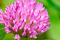 Medium Red Clover Seeds - Non-GMO Heirloom Cover Crop - Inoculated for Planting - Trifolium pratense