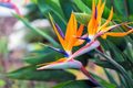 Orange Bird of Paradise Seeds | Strelitzia reginae | Tropical Crane Flower Plant Seeds for Garden and Landscaping