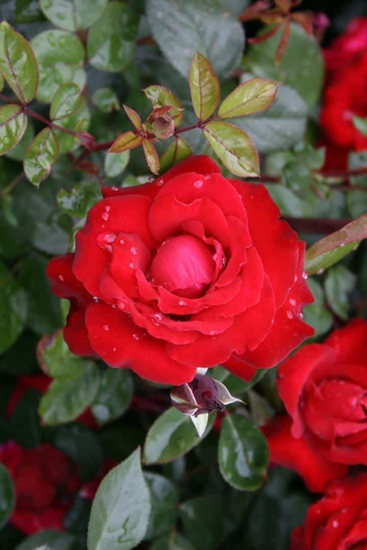 Black Cherry Rosa Cutting (3 Unrooted) - Rare Dark Red Rose for Rooting & Grafting