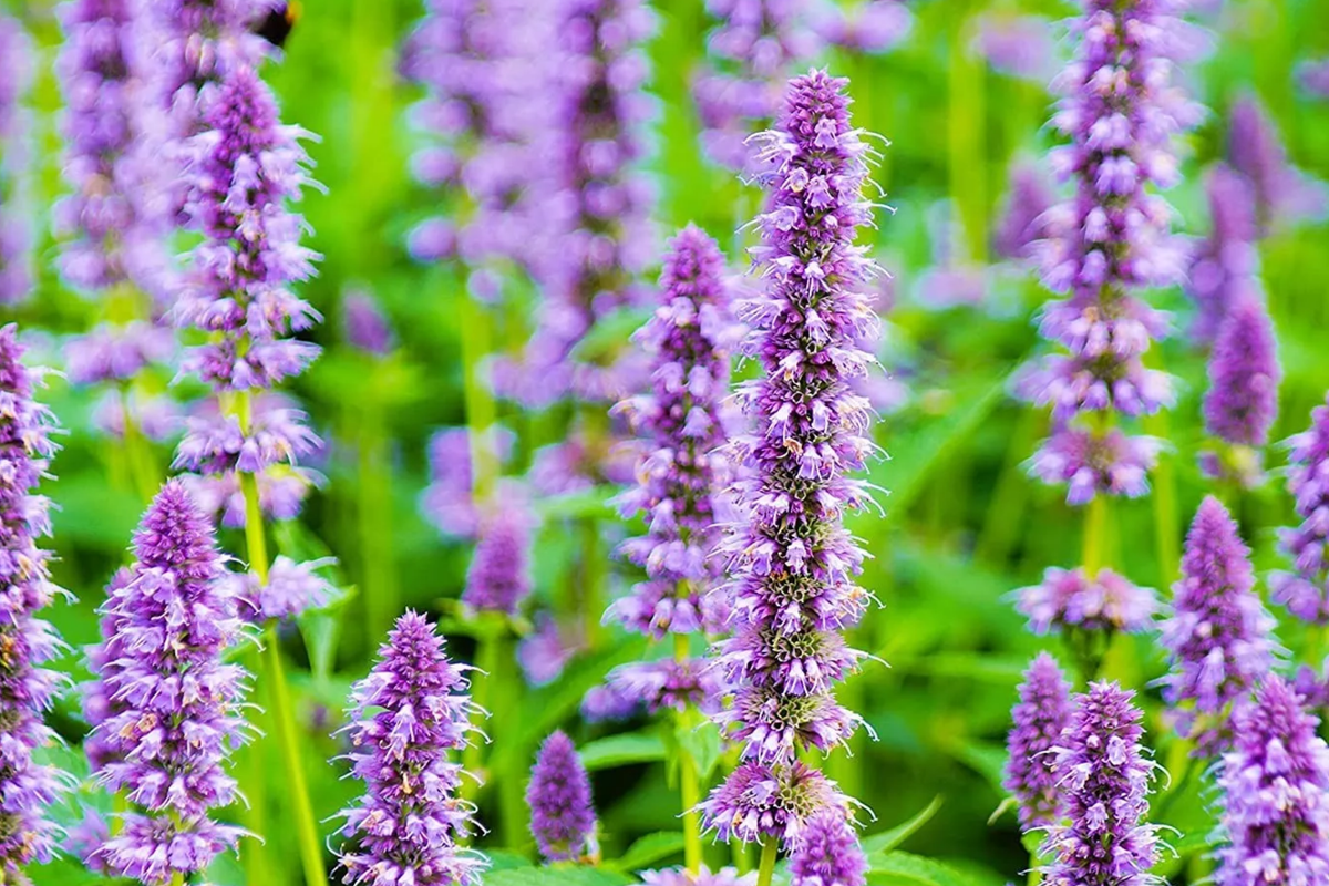 Hyssop Seeds | NON-GMO Heirloom Flower Seeds | Aromatic Herbs | Hyssopus officinalis