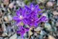 Penstemon Seeds, Compact Blue Flowering Plant, Humilis Variety, Ideal for Gardens and Borders, Perennial Garden Seeds