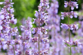 Catmint Seeds | 100 - 2,000 Seeds | Common White Variety | Non-GMO | Nepeta cataria