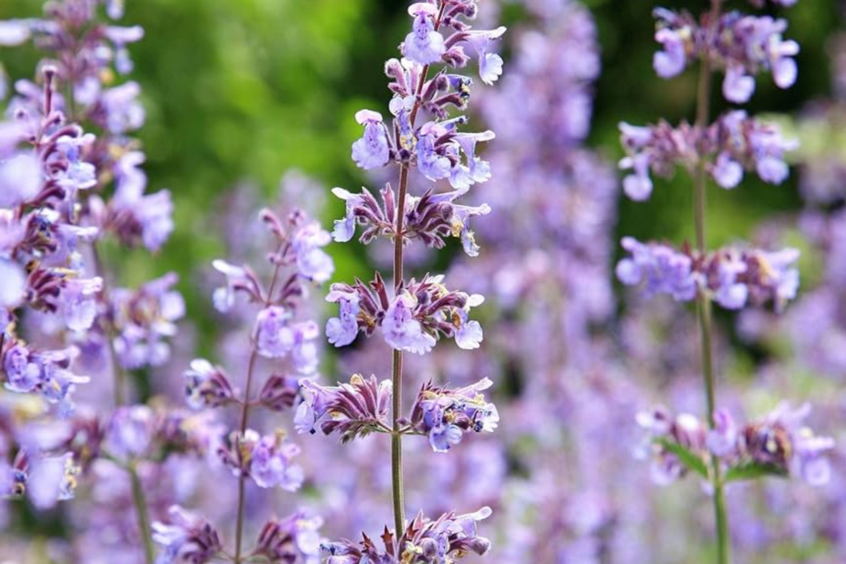 Catmint Seeds | 100 - 2,000 Seeds | Common White Variety | Non-GMO | Nepeta cataria