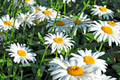 Shasta Daisy Seeds | Heirloom Non-GMO Flower Seeds | Leucanthemum superbum | Easy to Grow, Perennial Garden Flowers