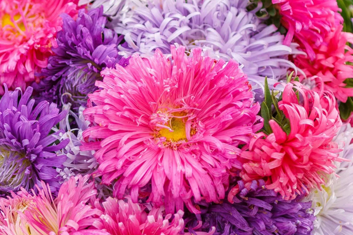 California Aster Seeds | Non-GMO Giants of California Variety | Free Shipping | Aster spp.