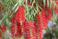 Weeping Bottlebrush Seeds - 100 Pack - Callistemon viminalis - Flowering Garden Plant Seeds