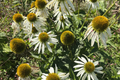 White Swan Coneflower Seeds - Non-GMO, Perennial Flower Seeds - Echinacea purpurea - Garden Planting Supplies