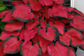 Hosta Seeds for Planting - 200+ Perennial Hosta Seeds for Outdoor Garden - Attracts Pollinators, Shade Tolerant (Hosta spp.)