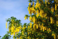 Golden Chain Tree Seeds - Laburnum anagyroides - Wisteria-Like Flowering Plant Seeds for Garden and Landscaping