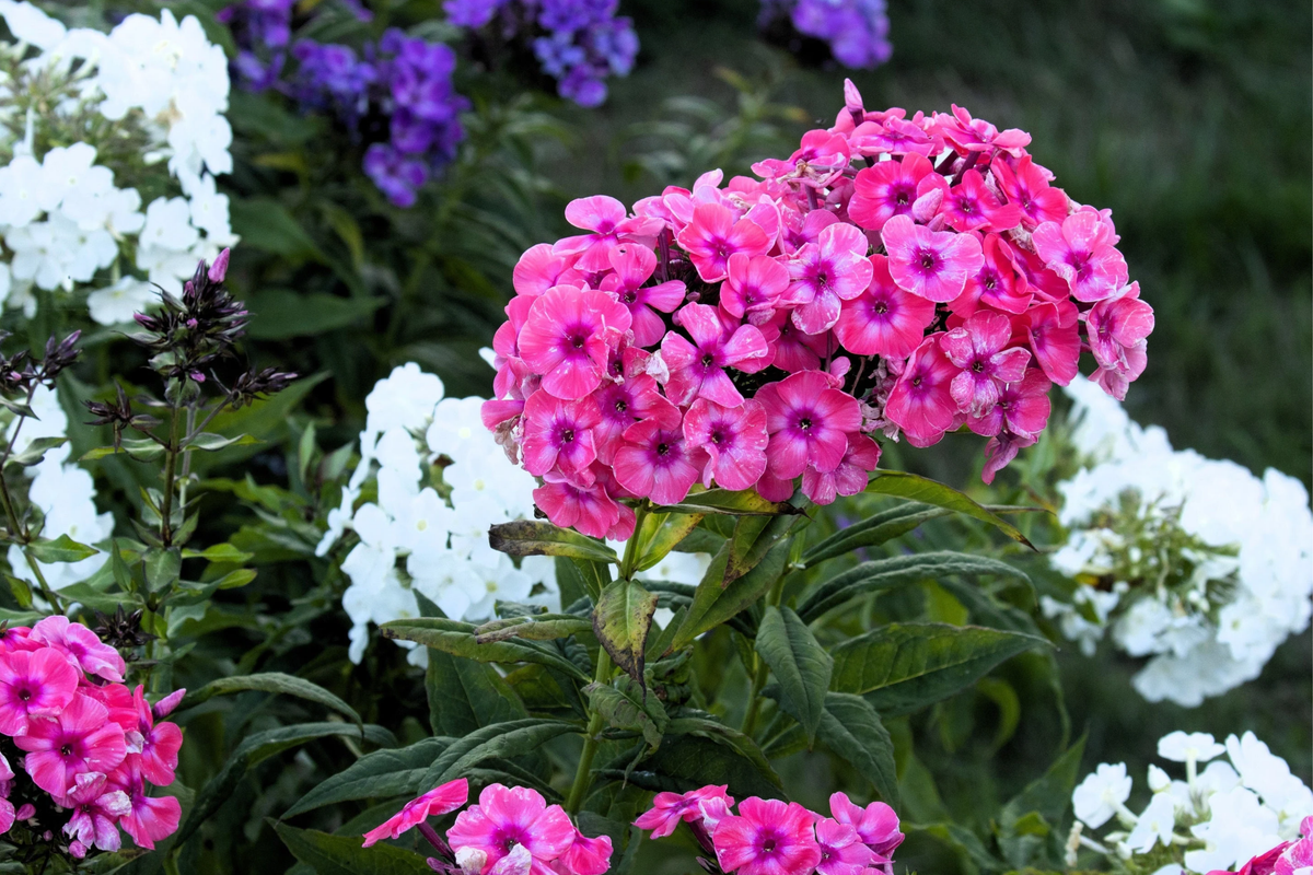 Brilliant Phlox Seeds | Flower Seeds | Vibrant Colors | Phlox paniculata | Free Shipping