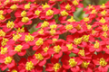Red Yarrow Seeds | Non-GMO | Achillea millefolium | Organic Healing Herbs