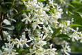 Mixed Star Jasmine Flower Seeds - 200+ Count - Fragrant Climbing Jasmine - Trachelospermum jasminoides