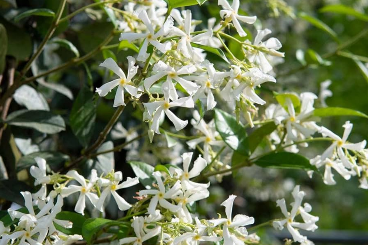 Mixed Star Jasmine Flower Seeds - 200+ Count - Fragrant Climbing Jasmine - Trachelospermum jasminoides