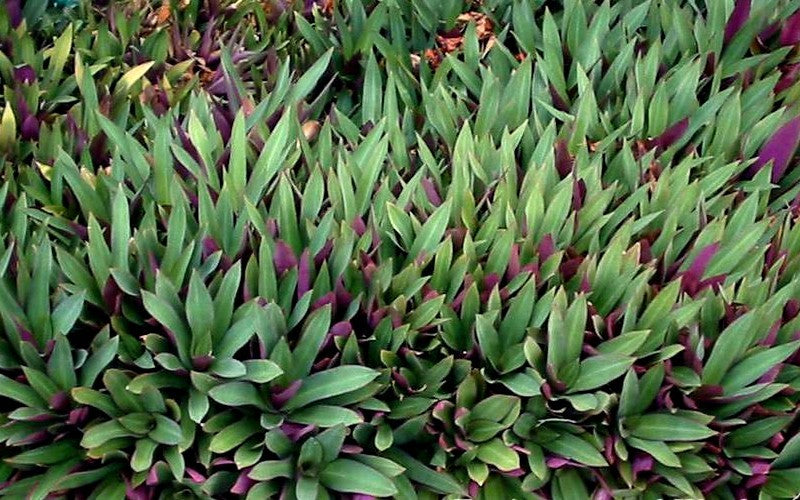 Dwarf Oyster Plant (Tradescantia spathacea) Bare Root | 6 Live Plants – Moses in the Basket