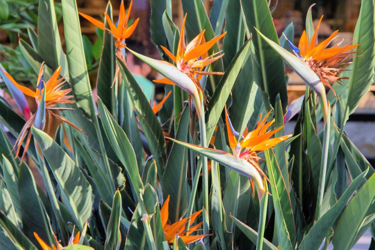 Birds of Paradise Seeds - 2025 Planting Strelitzia Reginae Orange and Blue Variety
