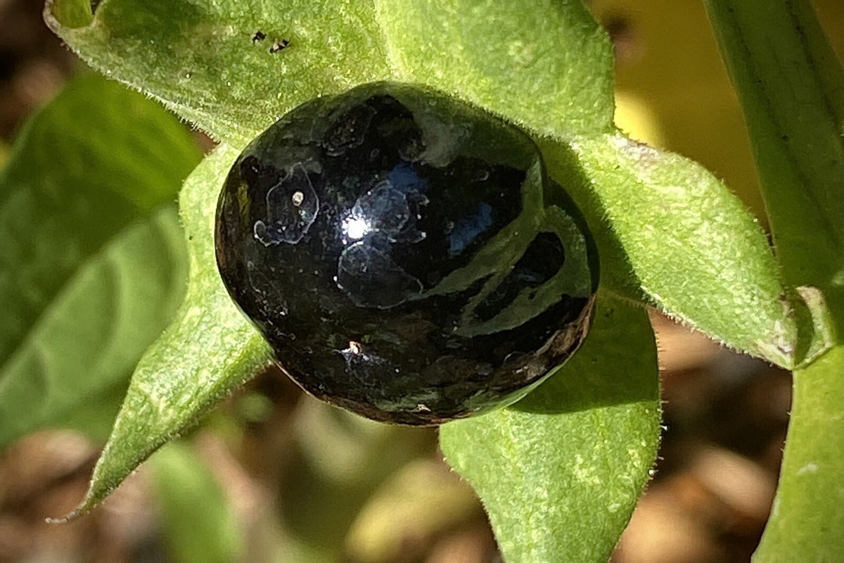 Belladonna Seeds - 120 Organic Atropa Belladonna Deadly Nightshade for Wicca Magic, Homegrown Herbal Use