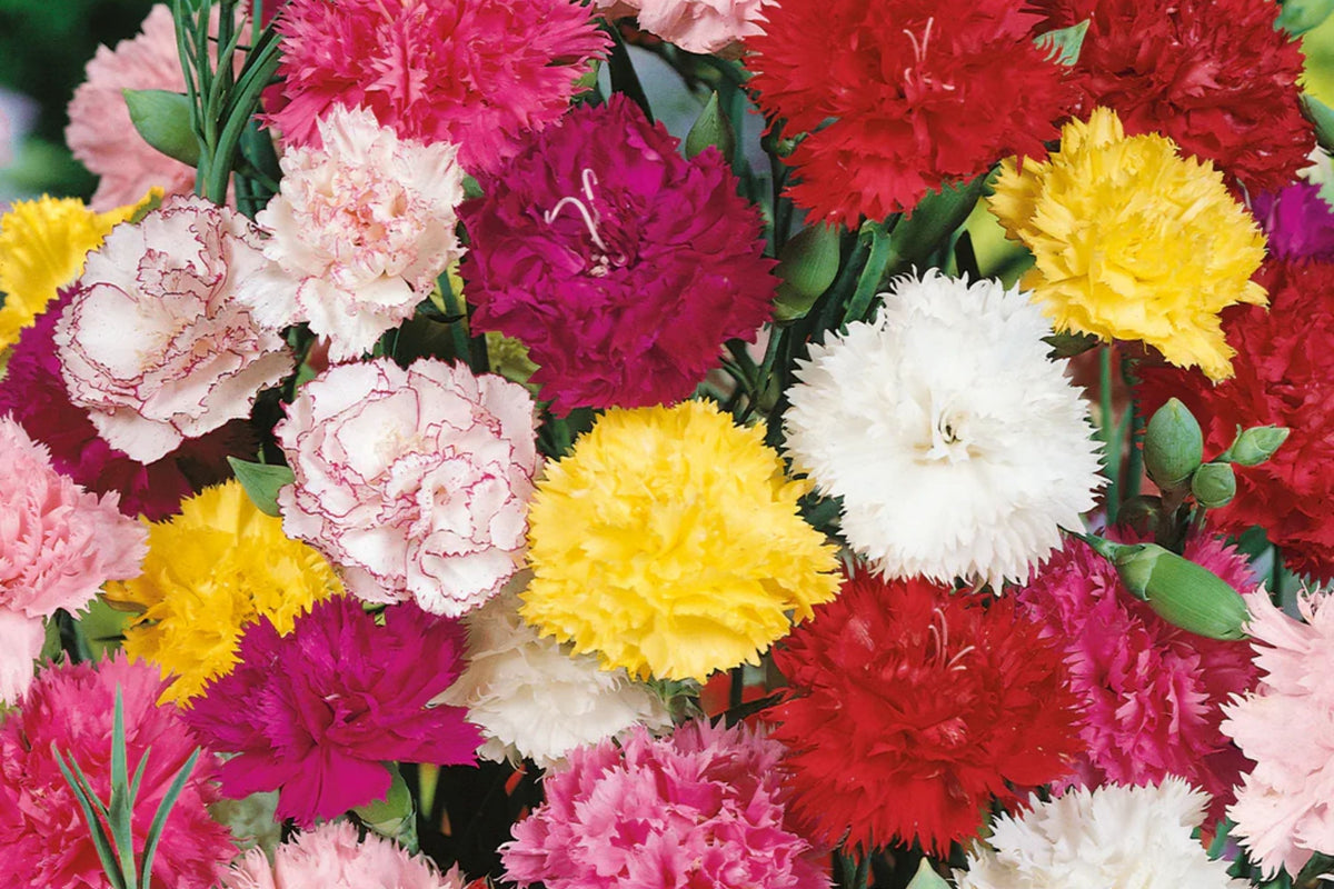 Chabaud Mix Carnation Seeds | Flower Seeds | Colorful Blooms | Dianthus caryophyllus | Free Shipping